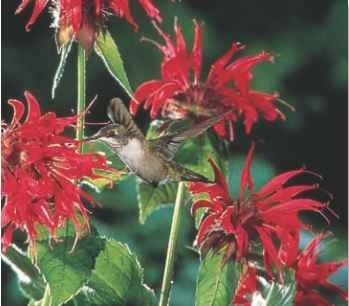 A Humming home Nectar-rich blooms attract the ruby-throat.