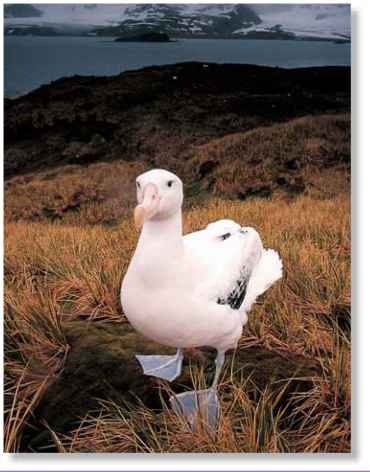  In from the sea The albatross may land on oceanic islands.