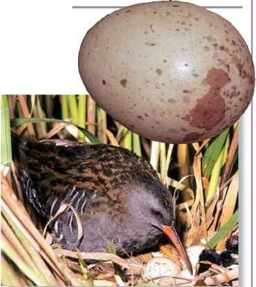  One of nine Chicks leave the nest hours after they hatch.