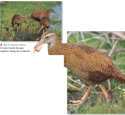  Nest robber A weka grabs a young, naked hatchling and carries it away.