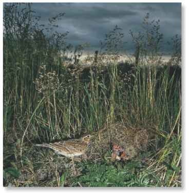  Country retreat A ground-nesting bird, the skylark requires a habitat of seclusion.