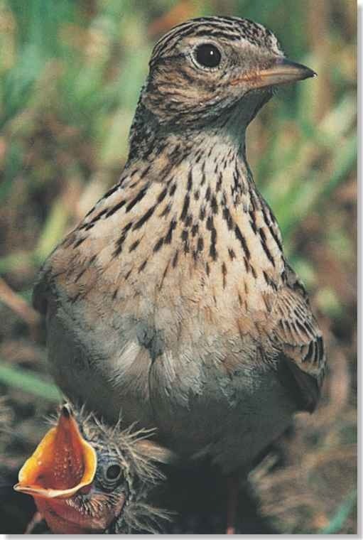 Skylark Birds Skylark Birds