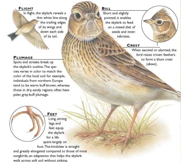 Skylark Birds Skylark Birds