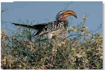 A Balancing act A thorn bush provides a perch for the southern yellow-billed hornbill.