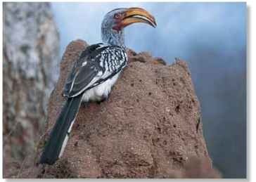 A Termite delight The hornbill snaps up termites in its long bill.