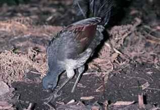 Dig deep The lyrebird probes soil for worms and other prey.