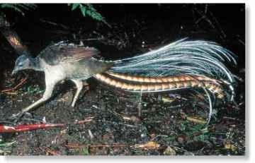  Scratch and rake Leaf litter on forest floors often hides invertebrate food, which the lyrebird reveals using its long legs.