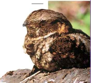 Whippoorwill (Birds)