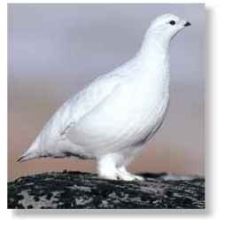 White-out In winter, when the tundra is buried under snow, ptarmigans turn all white.