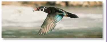  On the move The wood duck drake takes off from the water almost vertically to fly swift and direct 