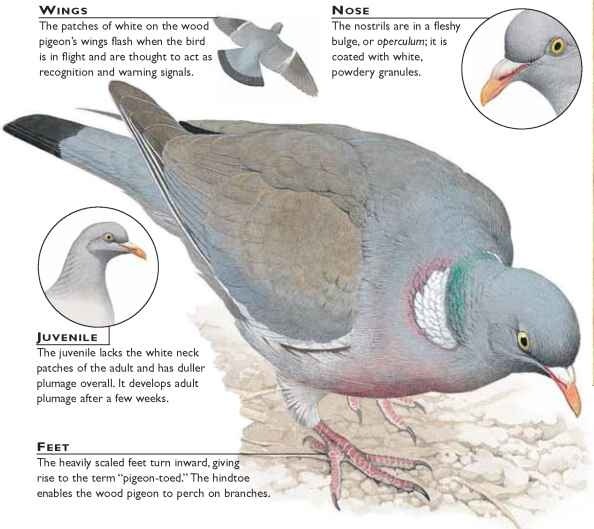 How long do wild wood pigeons live