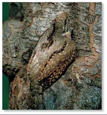Color code The wryneck's coat provides exceptional camouflage in the forest.