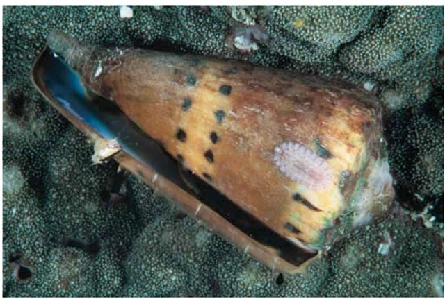 A juvenile chiton on a cone shell.