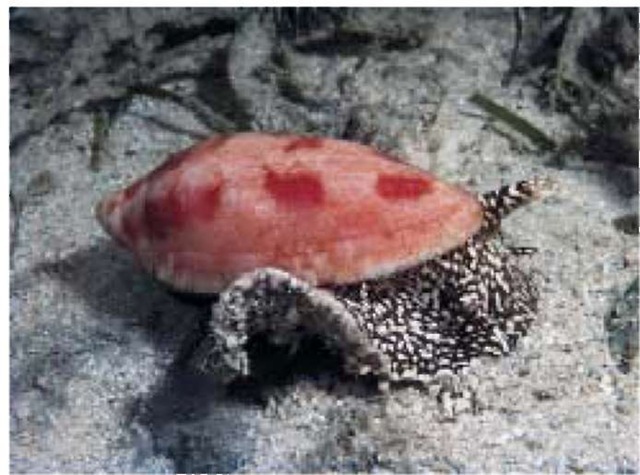 The red volute species (Xenophora pallidula) is a member of the carrier shell family.