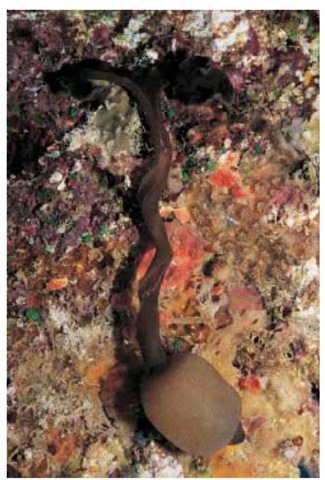 A spoon worm (Bonellia) with bilobed proboscis. 