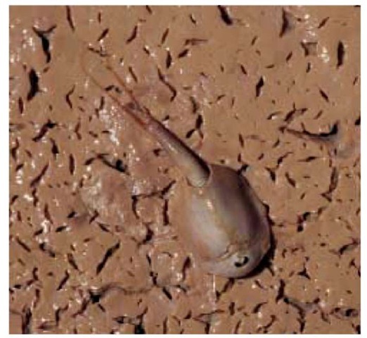 A shield shrimp (Triops australiensis) in drying mud in an ephemeral lake, near Charleville, western Queensland, Australia. 