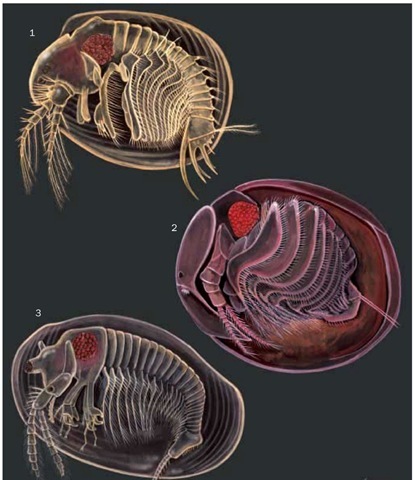 1. Cyclestheria hislopi; 2. Graceful clam shrimp (Lynceus gracilicornis); 3. Texan clam shrimp (Eulimnadia texana). 1. Cyclestheria hislopi; 2. Graceful clam shrimp (Lynceus gracilicornis); 3. Texan clam shrimp (Eulimnadia texana).