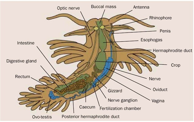 Sea slug anatomy. 