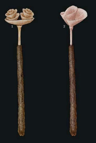 1. Phoronopsis harmeri; 2. Phoronis ijimai.