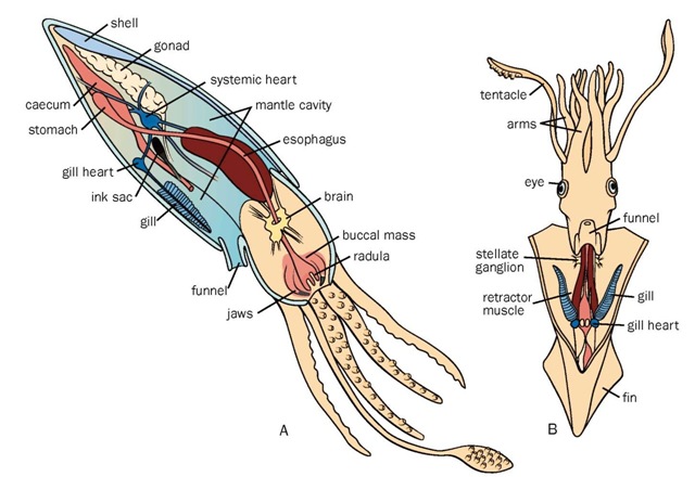 Cephalopod anatomy. A. Lateral view; B. Ventral view. 
