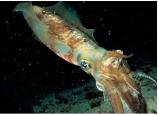 A squid holds a fish in its tentacles. 