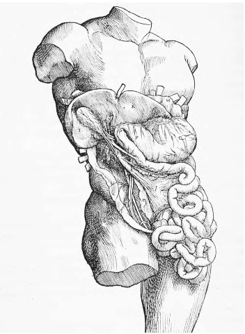 A sixteenth-century anatomical diagram of the internal organs, showing the stomach, liver, intestine,and gallbladder. 