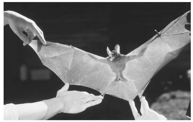 Vampyrum bat. Widely divergent organisms sometimes possess a common structure, adapted to their individual needs over countless generations yet reflective of a shared ancestor. the cat'spaw, the dolphin's flipper, the bat's wing, and the human hand are all versions of the same original five-digit appendage, called the pendtadactyl limb. 