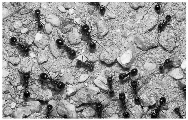 Numerous ant species perform a positive function for the environment. Like earthworms, they aerate soil and help bring oxygen and organic material from the surface while circulating soils from below.