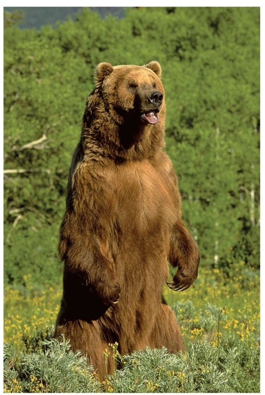 The grizzly bear received its name because of the "grizzled" look of its fur.