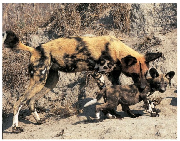 An African wild dog and her pups in their den. A female wild dog can give birth to up to 16 pups, but probably only half of these will survive infancy.