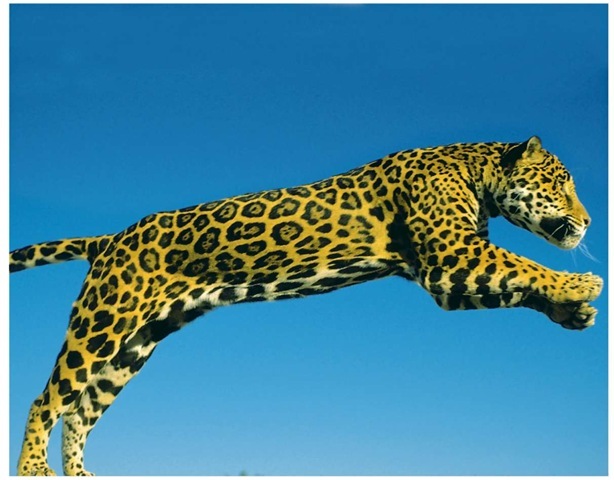 A jaguar leaping for its prey.Jaguars are good runners, swimmers, and tree climbers.
