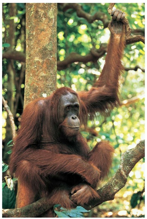 One of the greatest threats to orangutans is their capture to be used as pets. Some childless human couples will even "adopt" the animals and dress them in clothes.