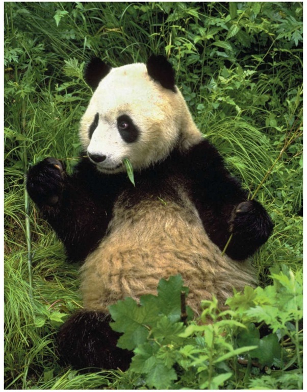 A giant panda eating. These animals spend 10 to 16 hours a day consuming food.