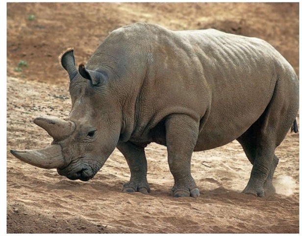 Although it is light-gray in color, a mistranslation of the Afrikaans word weit has led to the animal becoming known as the northern white rhinoceros.