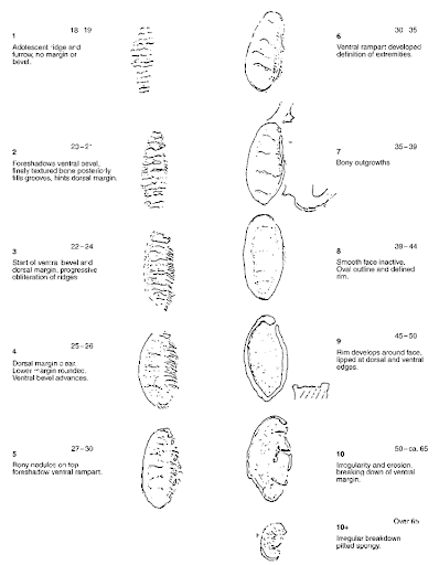 Bone Age Estimation Chart