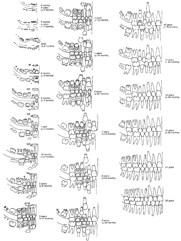 The sequence of formation and eruption of teeth among American Indians 