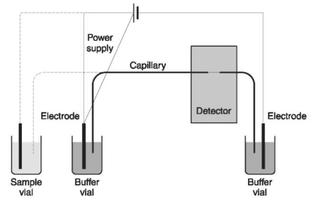 Schematic representation of a capillary electropherograph; interrupted lines indicate the different capillary and electrode locations during electrokinetic injection.
