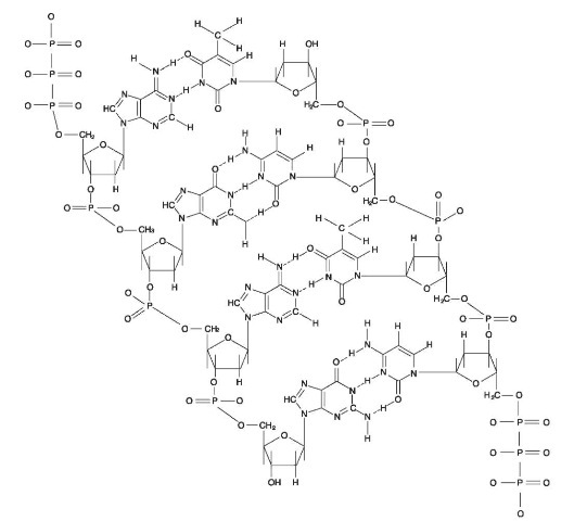 Molecular structure of DNA. From top to botttom: Adenine-Thymine, Guanine-Cytosine, Adenine-Thymine and Guanine-Cytosine.
