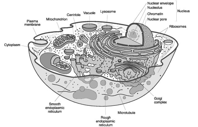 A generalized eukaryotic cell showing the organization and distribution of organelles as they would appear in transmission electron microscope. The type, number and distribution of organelles is related to cell function.