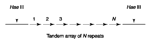 Schematic representation of a typical VNTR locus. The repeat sequence is such that Hae III does not cleave within it, but rather within the flanking unique sequences. Accordingly, the length of the Hae III fragment will be proportional to the number of repeats within the array.
