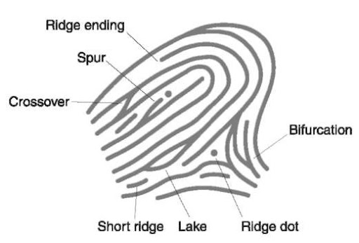 Ridge Characteristics