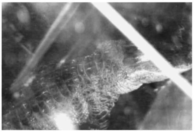  A poor image of a crocodile enhanced from a negative, in which we usually recognize its typical textured skin.