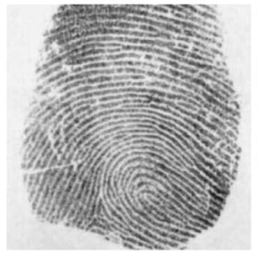 Fingerprint image.