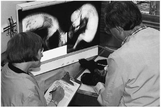  Dr Richard Stroud and Elaine Plaisance examine a North American bear cub to determine cause of death.