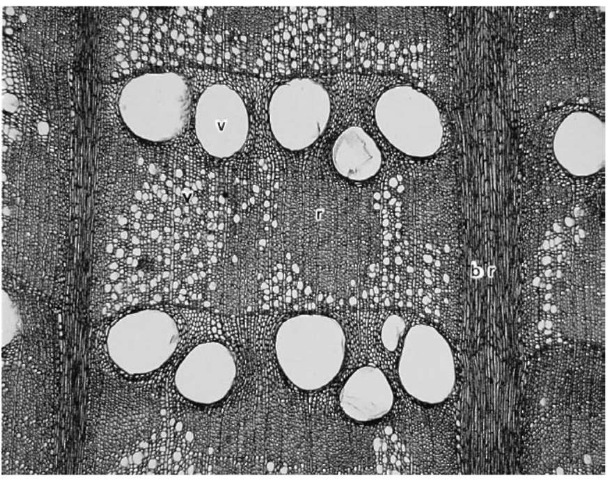 Transverse section of oak {Quercus alba). br, multiseriate ray; r, uniseriate ray; v, large and small vessels. Compare with Fig. 5. Original magnification x 40.