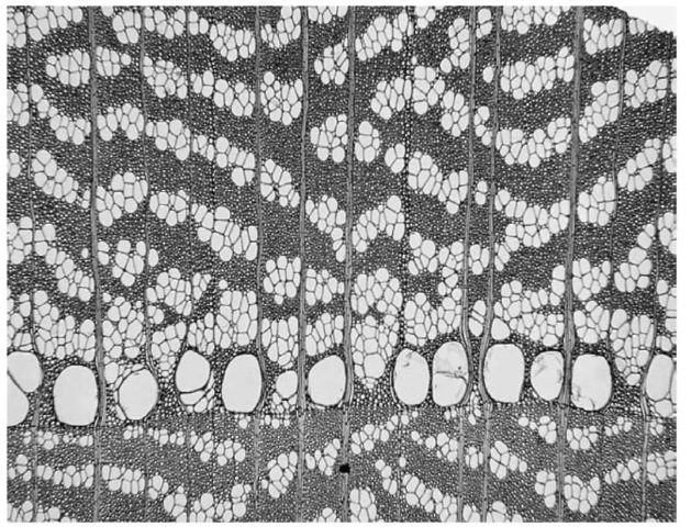Transverse section of American elm [Ulmus americana) showing pattern formed by the large and small vessels. Compare with Fig. 7. Original magnification x 40.