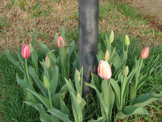 [tulips-pink1[3].jpg]