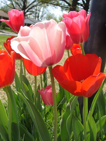 [tulips2[3].jpg]