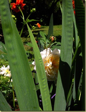 DSCN2574 DSCN2574