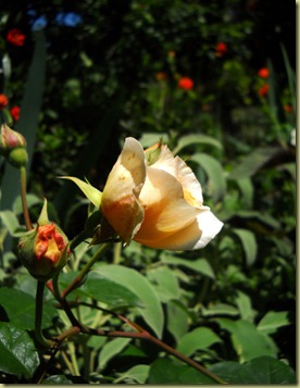DSCN2579 DSCN2579